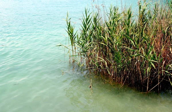 Green grass close to a limpid lake — Stock Photo, Image