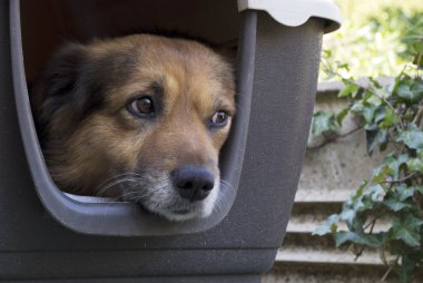 bir göz alarak köpek