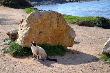 kıyı şeridi, kedi