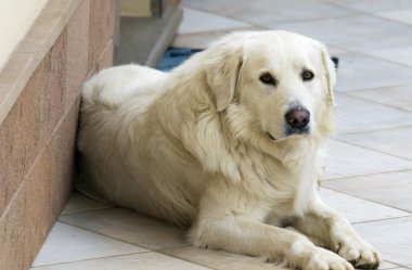 endişeli köpek