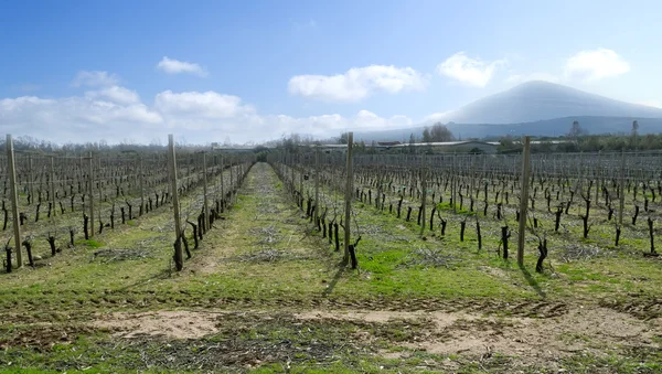 Net geplant wijngaard — Stockfoto