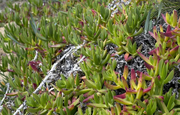 stock image Carpobrotus acinaciformis detail