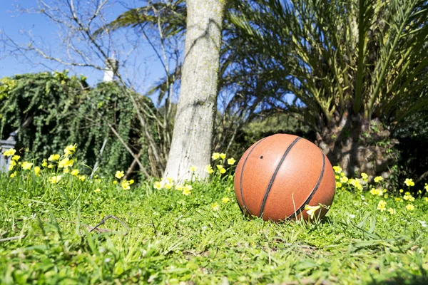 庭のバスケット ボール — ストック写真