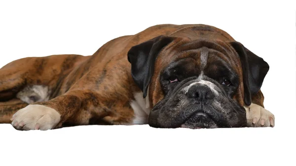 Smutný pes na bílém pozadí — Stock fotografie