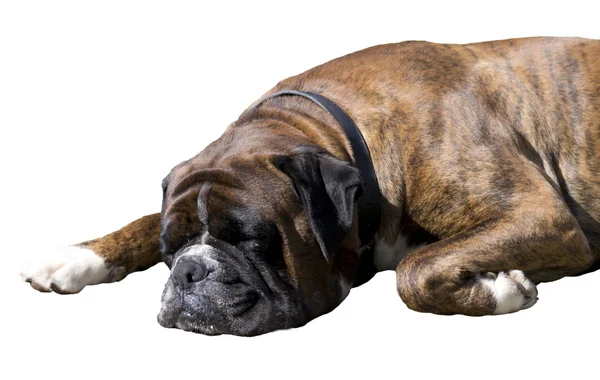 Spící pes na bílém pozadí — Stock fotografie