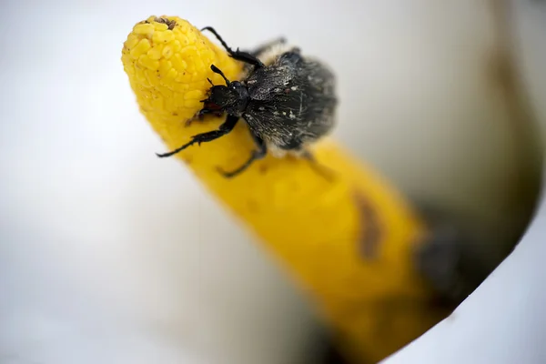 Käfer auf Stempel — Stockfoto