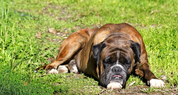 Hund på gräset — Stockfoto