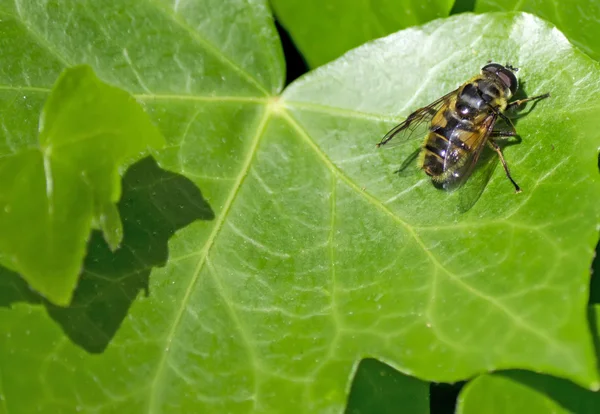 Pszczoła na liść bluszczu — Zdjęcie stockowe
