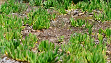 Carpobrotus acinaciformis