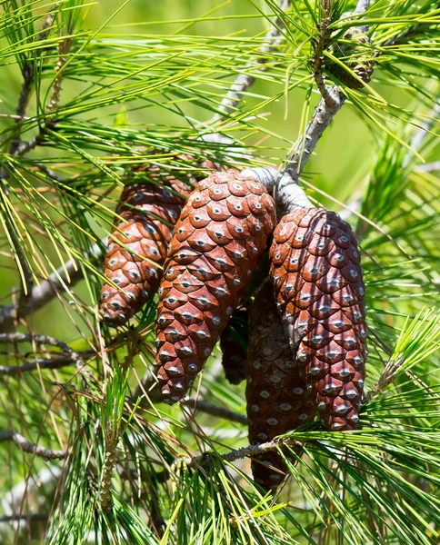 stock image Young pine cones