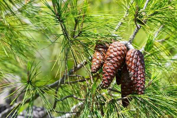 stock image Young pine cones