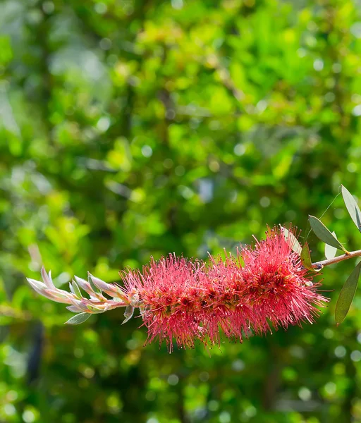 stock image Callistemon Citrinus