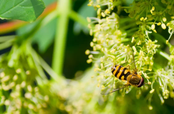 stock image Detail of a bee