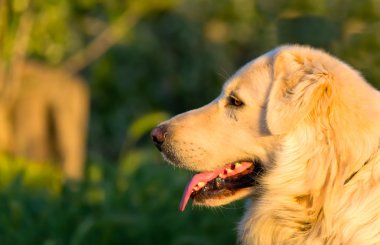 köpek gün batımında