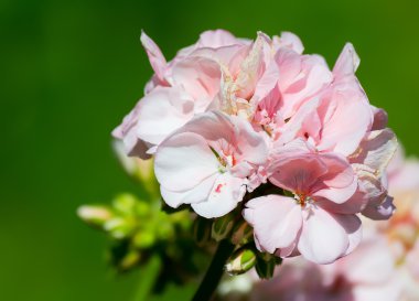 Yeşil pembe Sardunya