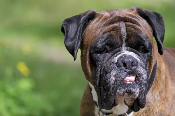 Cão irritado — Fotografia de Stock