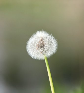 kabarık karahindiba