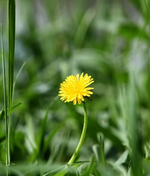 Flowering dandelions — Stock Photo, Image