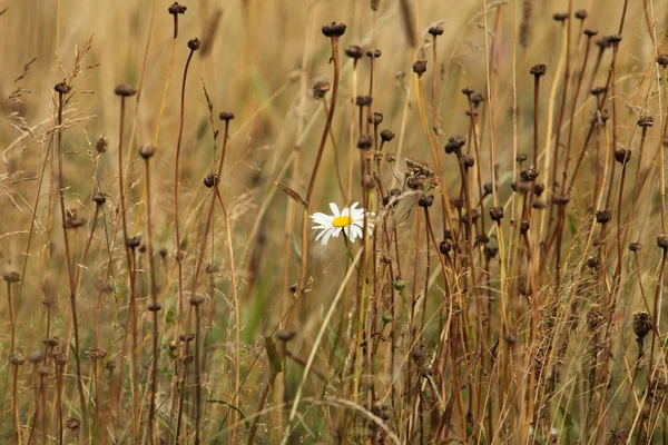 Flor branca em um campo amarelo — Fotografia de Stock