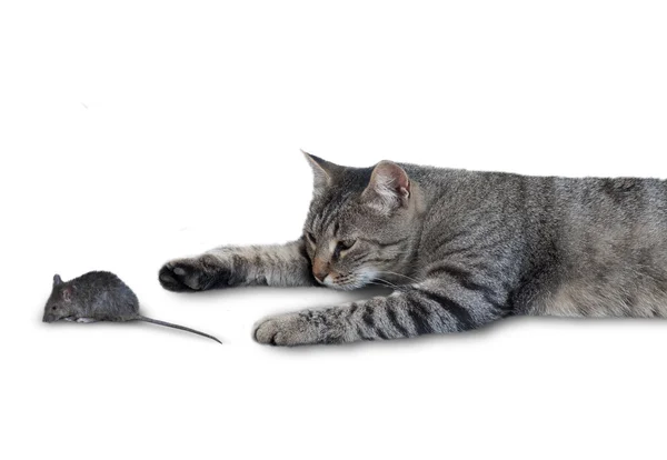 Katt och mus — Stockfoto