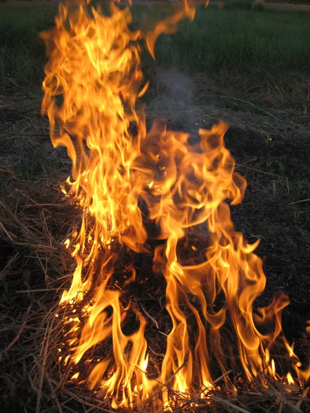 Tarlada yangın — Stok fotoğraf