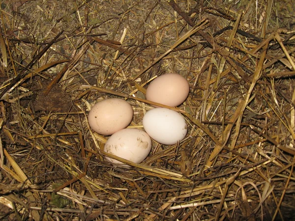 Nest of the hen with eggs — Stock Photo, Image
