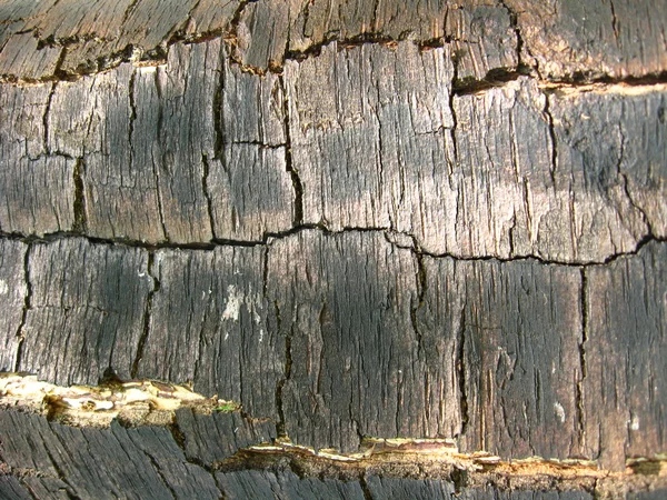 Écorce sombre d'un arbre — Photo