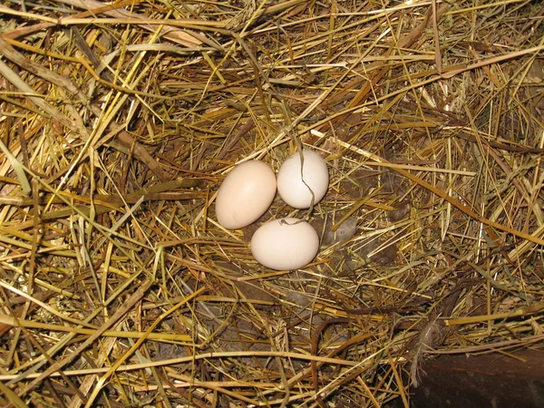 Nest of the hen with three eggs — Stock Photo, Image