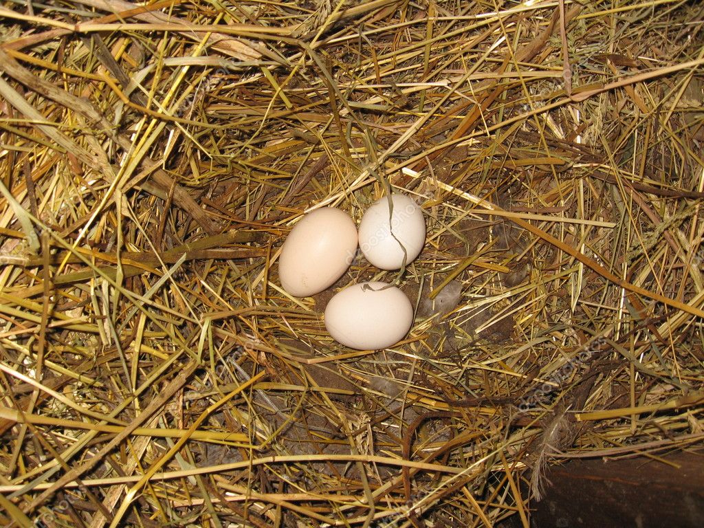 Nest der Henne mit drei Eiern.