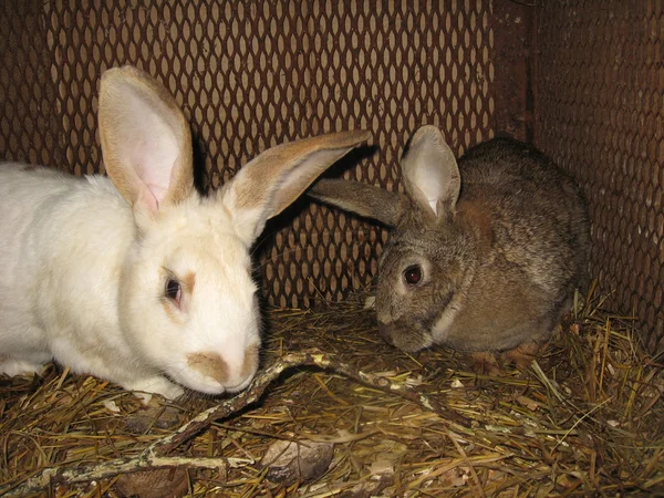 쌍 국내 토끼 — 스톡 사진