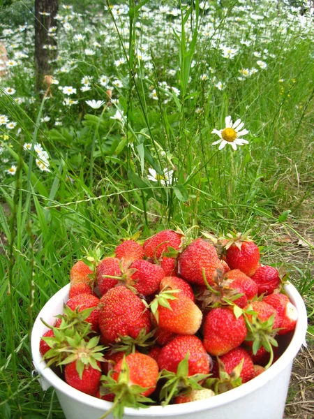 用草莓斗 — 图库照片
