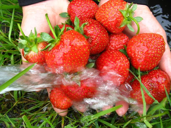 Tvättning av färska jordgubbar — Stockfoto