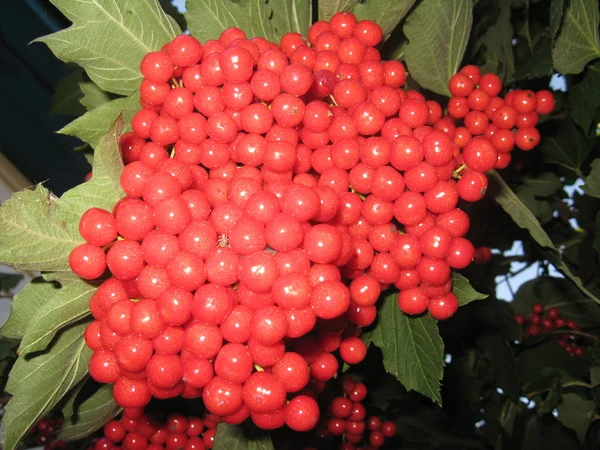 Clusters of a red ripe guelder-rose — Stock Photo, Image
