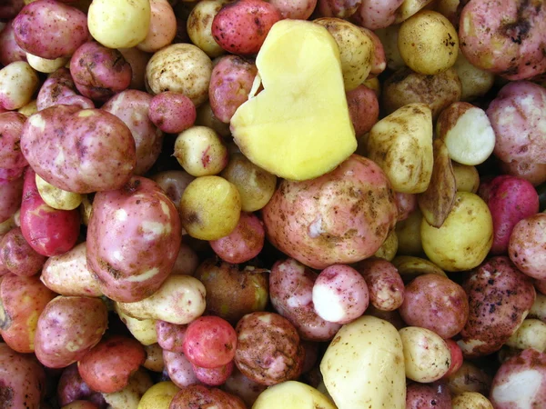La cosecha de patatas — Foto de Stock