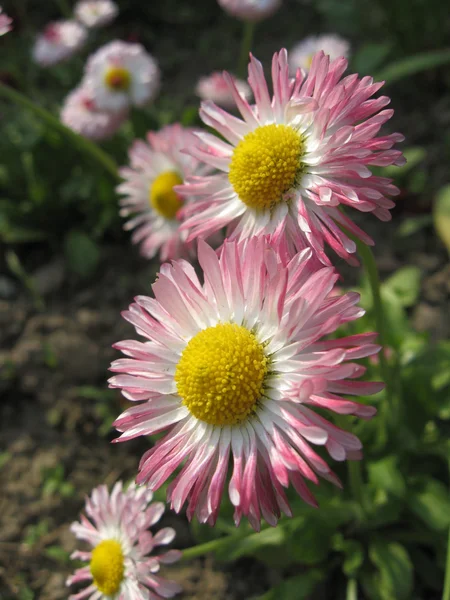 Krásné růžové květy daisy — Stock fotografie