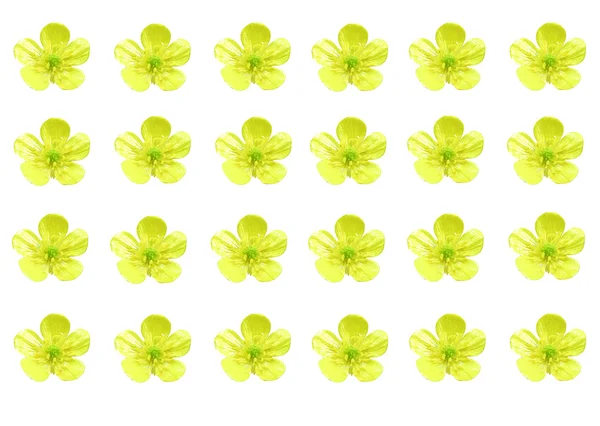 A number of yellow buttercups — Stock Photo, Image