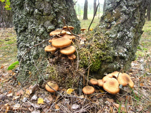 Pilze unter einer Birke — Stockfoto