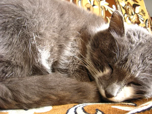 Серый кот спит на диване — стоковое фото