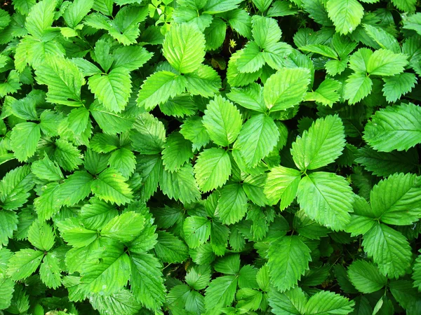 Zielone tło z liści truskawki — Zdjęcie stockowe