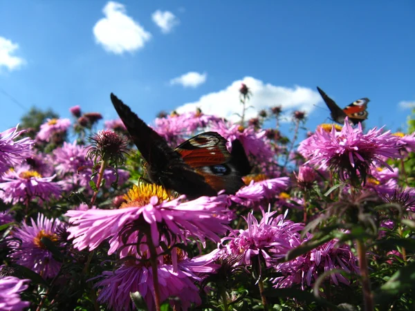 Las mariposas del ojo de pavo real — Foto de Stock