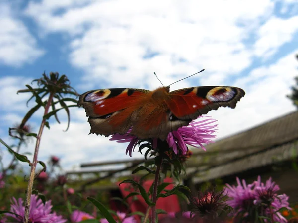 Der Schmetterling des Pfauenauges — Stockfoto