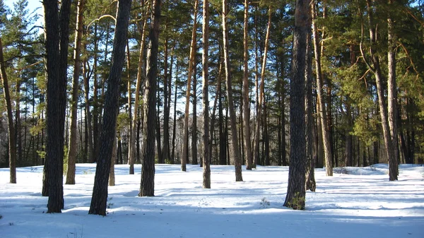 Winterlandschaft im Wald — Stockfoto
