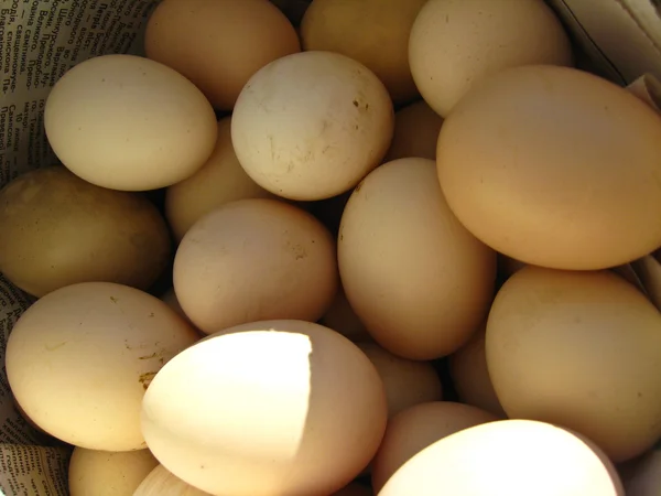 很多蛋的母鸡 — 图库照片