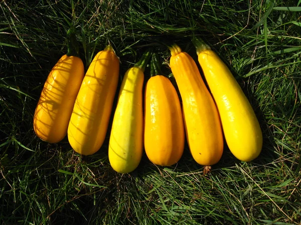 Seis squashes amarelos — Fotografia de Stock