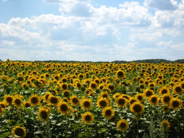 stock image Field with sunflowers