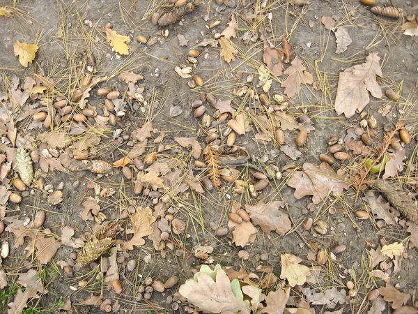 Bolotas com folhas no chão — Fotografia de Stock