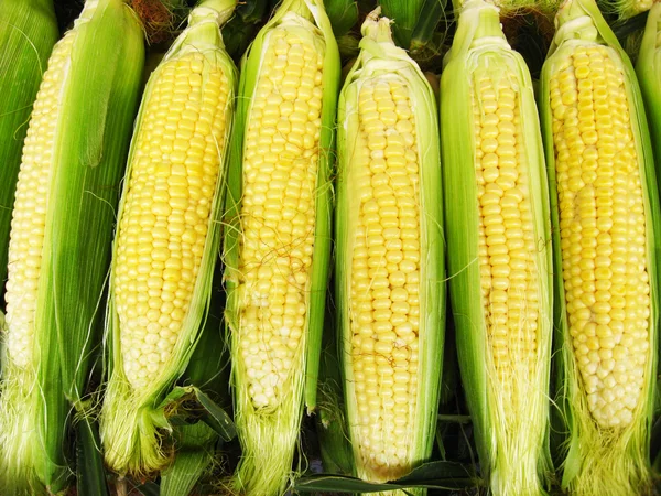 Cosecha de un maíz — Foto de Stock