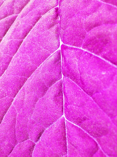 잎에서 매우 특이 한 배경 — 스톡 사진