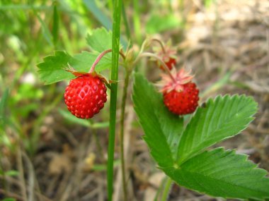 Three berries of beautiful wild strawberry clipart