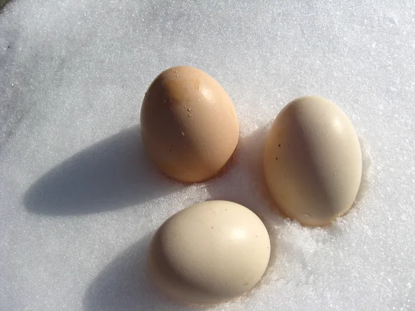 Les œufs de dinde couchés sur la neige — Photo